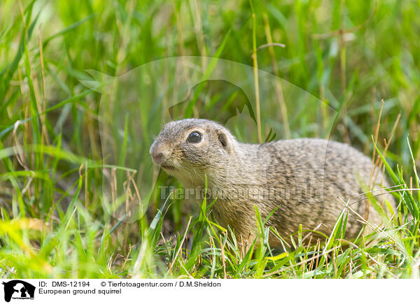 Europischer Ziesel / European ground squirrel / DMS-12194