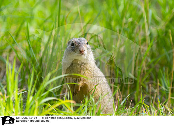 Europischer Ziesel / European ground squirrel / DMS-12195