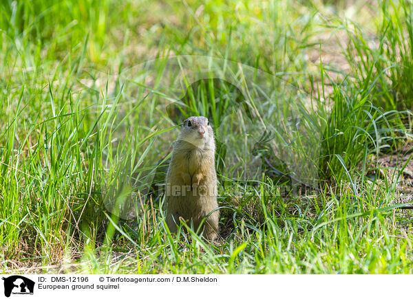 Europäischer Ziesel / European ground squirrel / DMS-12196