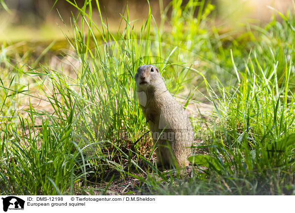 Europischer Ziesel / European ground squirrel / DMS-12198