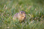 European ground squirrel