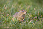 European ground squirrel
