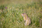 European ground squirrel