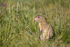 European ground squirrel