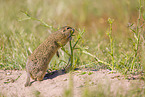 European ground squirrel