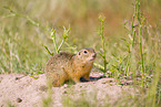 European ground squirrel
