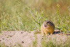 European ground squirrel