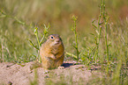 European ground squirrel