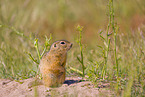 European ground squirrel