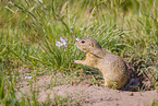 European ground squirrel