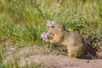 European ground squirrel