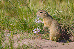 European ground squirrel