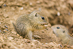 young European ground squirrels