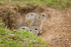 young European ground squirrels
