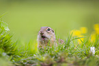 European ground squirrel