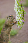 European ground squirrel
