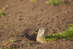 European ground squirrel