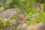 European ground squirrel