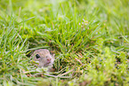 European ground squirrel