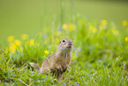 European ground squirrel
