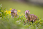 European ground squirrel