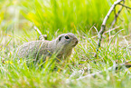 European ground squirrel
