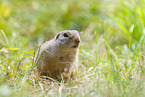 European ground squirrel