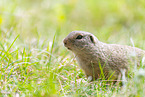 European ground squirrel