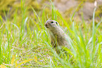 European ground squirrel