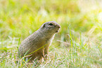European ground squirrel