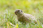 European ground squirrel