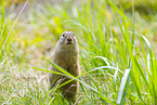 European ground squirrel