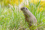 European ground squirrel