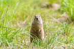European ground squirrel