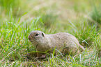 European ground squirrel