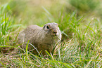 European ground squirrel