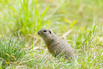 European ground squirrel