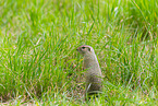 European ground squirrel