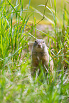 European ground squirrel