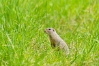European ground squirrel