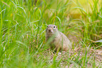 European ground squirrel