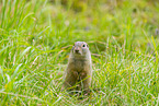European ground squirrel