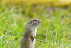European ground squirrel