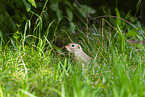 European ground squirrel