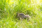 European ground squirrel