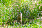 European ground squirrel