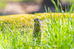 European ground squirrel