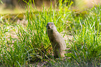 European ground squirrel