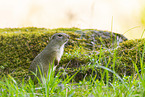 European ground squirrel
