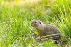 European ground squirrel